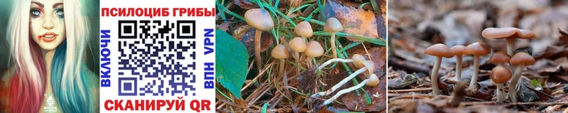 Псилоцибиновые грибы Cubensis Игарка